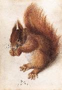 Squirrel wf HOFFMANN, Hans